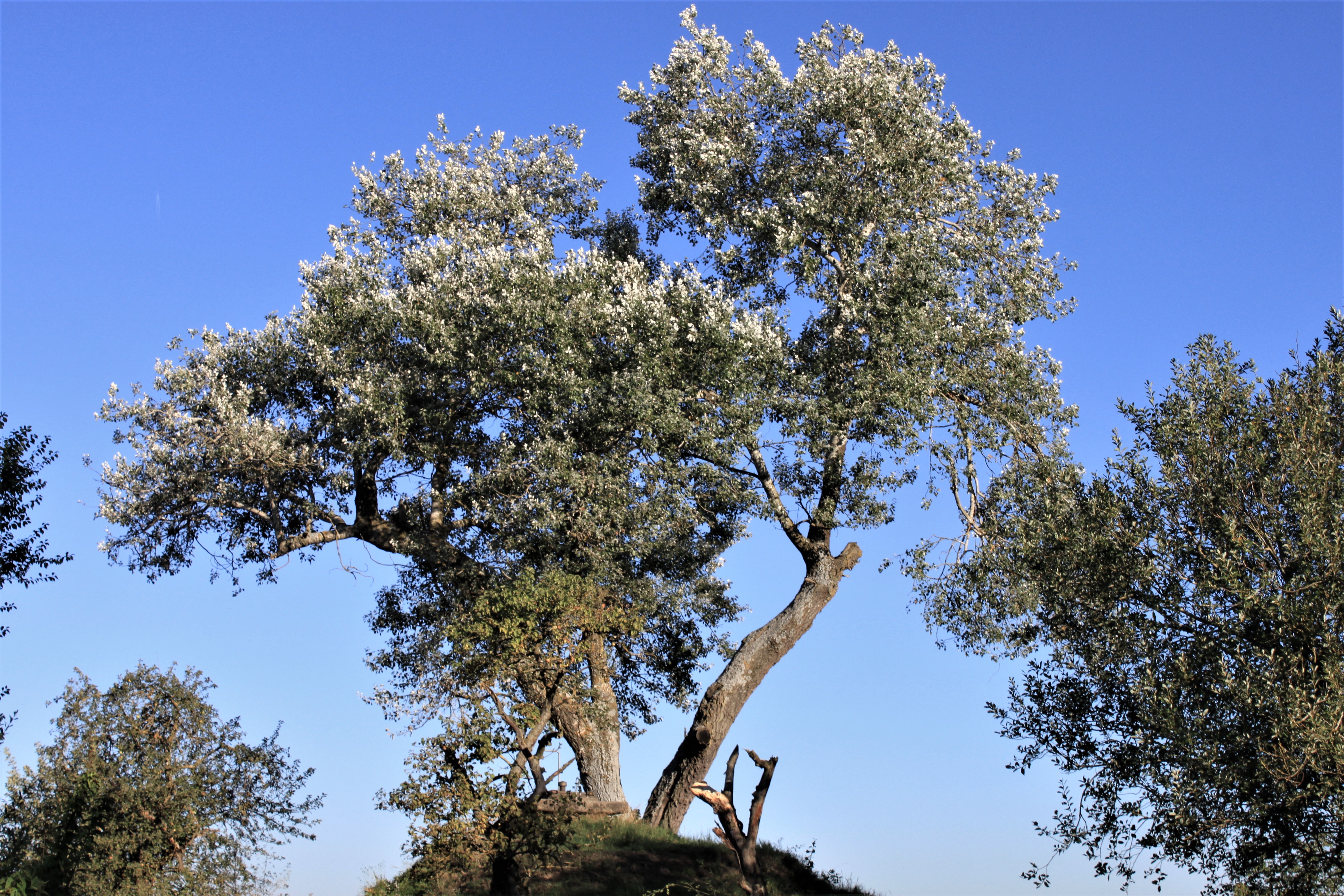 Baum_SilberpappelHochbehaelter_3813 (2).jpg